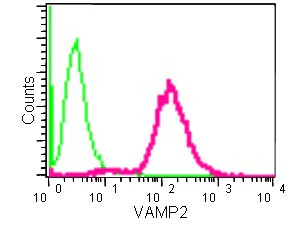 Flow Cytometry (Intracellular) - Anti-VAMP2 antibody [EPR12790] (AB181869)