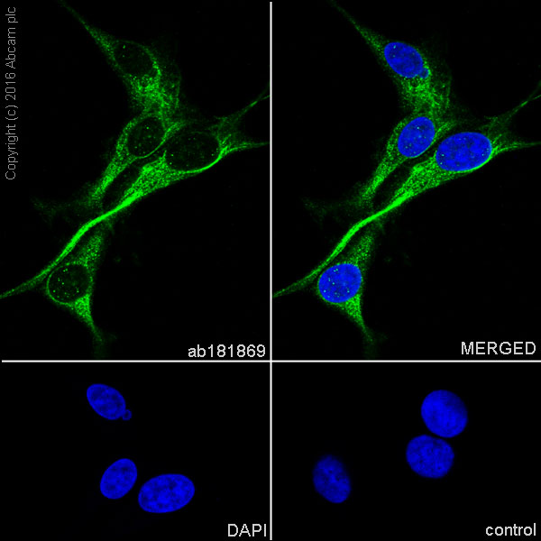 Immunocytochemistry/ Immunofluorescence - Anti-VAMP2 antibody [EPR12790] (AB181869), expandable thumbnail