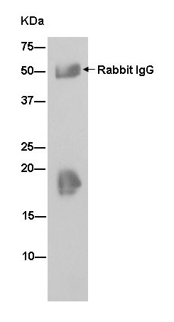Immunoprecipitation - Anti-VAMP2 antibody [EPR12790] (ab181869), expandable thumbnail