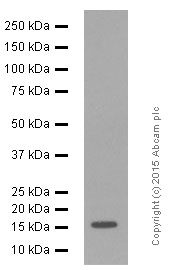Western blot - Anti-VAMP2 antibody [EPR12790] (AB181869), expandable thumbnail