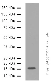 Western blot - Anti-VAMP2 antibody [EPR12790] (AB181869)