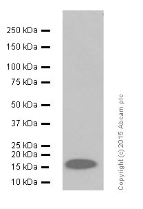 Western blot - Anti-VAMP2 antibody [EPR12790] (ab181869), expandable thumbnail