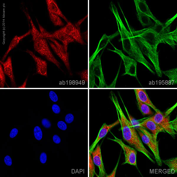 Immunocytochemistry/ Immunofluorescence - Anti-VAMP2 antibody [EPR12790] - BSA and Azide free (AB214590)