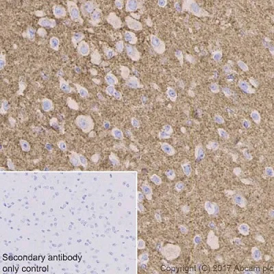 Immunohistochemistry (Formalin/PFA-fixed paraffin-embedded sections) - Anti-VAMP2 antibody [EPR20818] (AB215721)