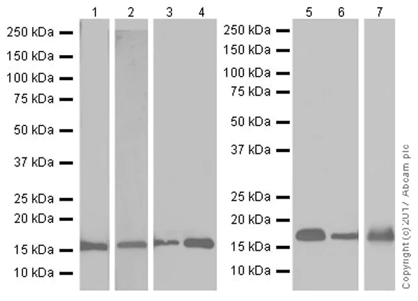 Western blot - Anti-VAMP2 antibody [EPR20818] (AB215721)