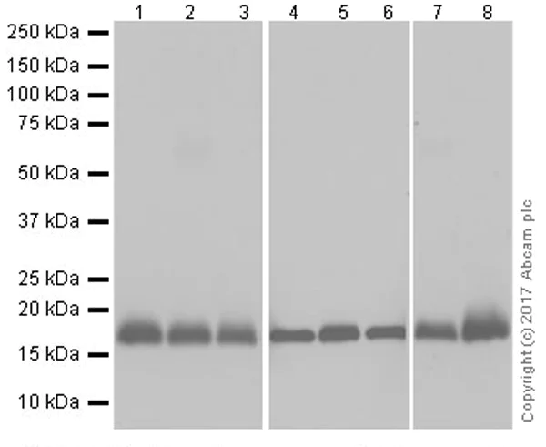 Western blot - Anti-VAMP2 antibody [EPR20818] (AB215721)