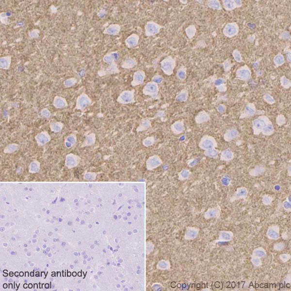 Immunohistochemistry (Formalin/PFA-fixed paraffin-embedded sections) - Anti-VAMP2 antibody [EPR20818] - BSA and Azide free (AB226863)