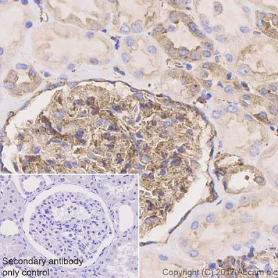 Immunohistochemistry (Formalin/PFA-fixed paraffin-embedded sections) - Anti-VAMP2 antibody [EPR20818] - BSA and Azide free (AB226863)