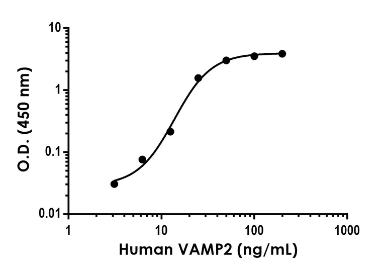 Sandwich ELISA - Anti-VAMP2 antibody [EPR24027-139] - BSA and Azide free (Capture) (AB289812)