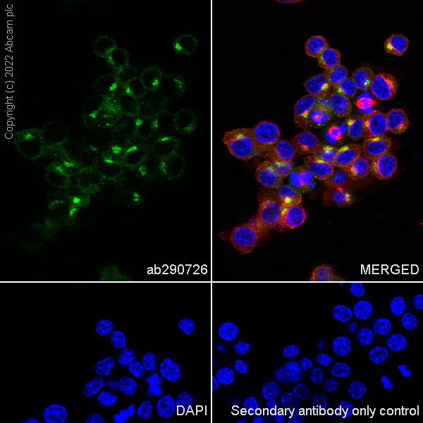 Immunocytochemistry/ Immunofluorescence - Anti-VAMP4 antibody [EPR25066-77] - BSA and Azide free (AB290741)