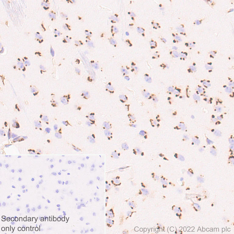Immunohistochemistry (Formalin/PFA-fixed paraffin-embedded sections) - Anti-VAMP4 antibody [EPR25066-77] - BSA and Azide free (AB290741)