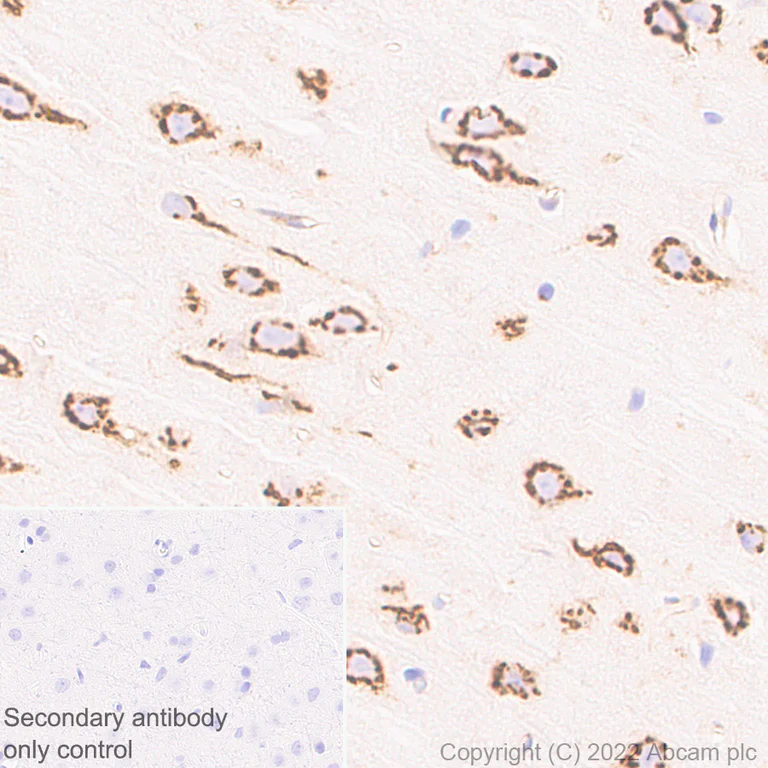Immunohistochemistry (Formalin/PFA-fixed paraffin-embedded sections) - Anti-VAMP4 antibody [EPR25066-77] - BSA and Azide free (AB290741)