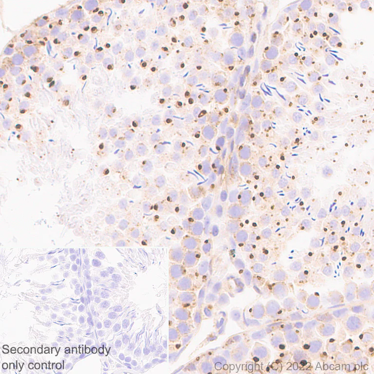 Immunohistochemistry (Formalin/PFA-fixed paraffin-embedded sections) - Anti-VAMP4 antibody [EPR25066-77] - BSA and Azide free (AB290741)