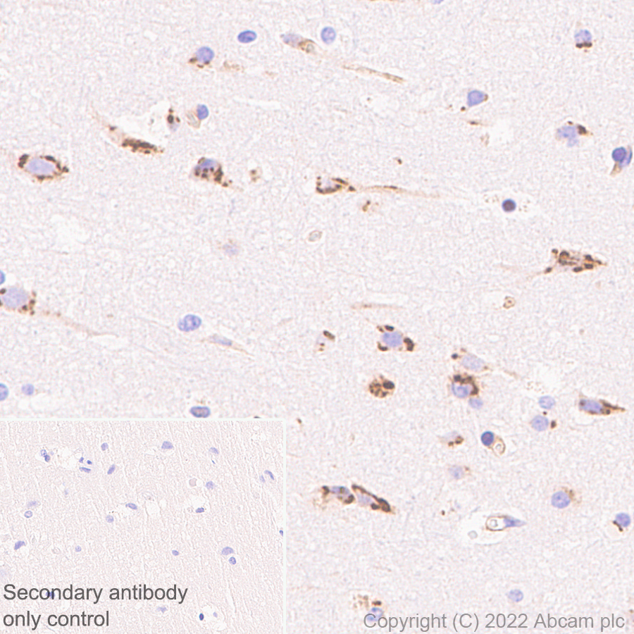 Immunohistochemistry (Formalin/PFA-fixed paraffin-embedded sections) - Anti-VAMP4 antibody [EPR25066-77] - BSA and Azide free (AB290741)