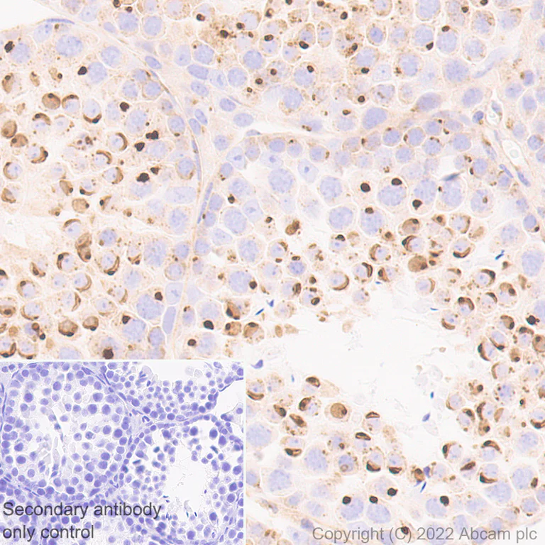 Immunohistochemistry (Formalin/PFA-fixed paraffin-embedded sections) - Anti-VAMP4 antibody [EPR25066-77] - BSA and Azide free (AB290741)