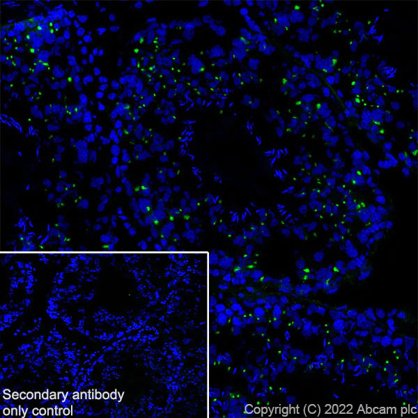 Immunohistochemistry (Frozen sections) - Anti-VAMP4 antibody [EPR25066-77] - BSA and Azide free (AB290741)