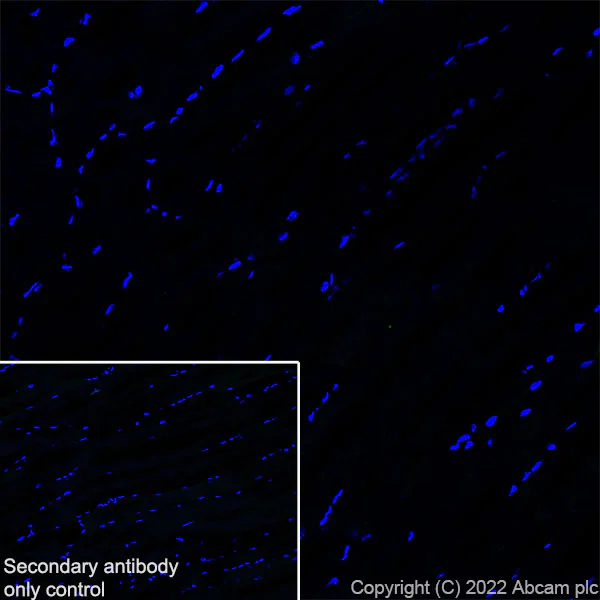 Immunohistochemistry (Frozen sections) - Anti-VAMP4 antibody [EPR25066-77] - BSA and Azide free (AB290741)