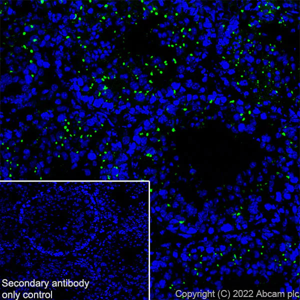 Immunohistochemistry (Frozen sections) - Anti-VAMP4 antibody [EPR25066-77] - BSA and Azide free (AB290741)