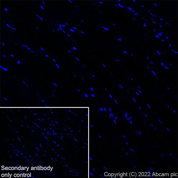 Immunohistochemistry (Frozen sections) - Anti-VAMP4 antibody [EPR25066-77] - BSA and Azide free (AB290741)
