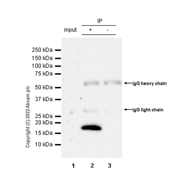 Immunoprecipitation - Anti-VAMP4 antibody [EPR25066-77] - BSA and Azide free (AB290741)