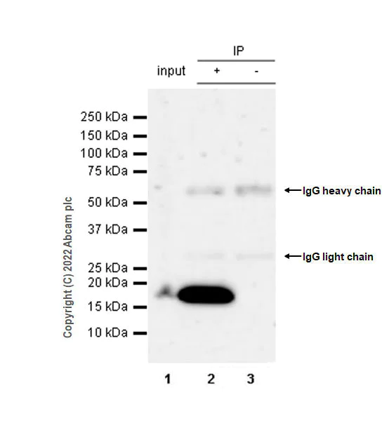 Immunoprecipitation - Anti-VAMP4 antibody [EPR25066-77] - BSA and Azide free (AB290741)