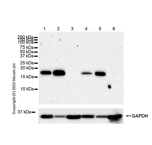 Western blot - Anti-VAMP4 antibody [EPR25066-77] - BSA and Azide free (AB290741)