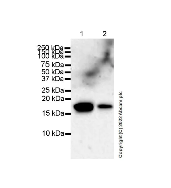 Western blot - Anti-VAMP4 antibody [EPR25066-77] - BSA and Azide free (AB290741)