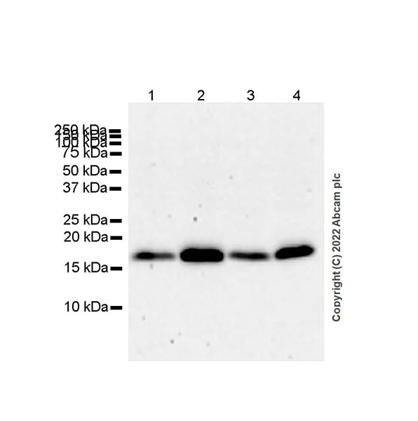 Western blot - Anti-VAMP4 antibody [EPR25066-77] - BSA and Azide free (AB290741)