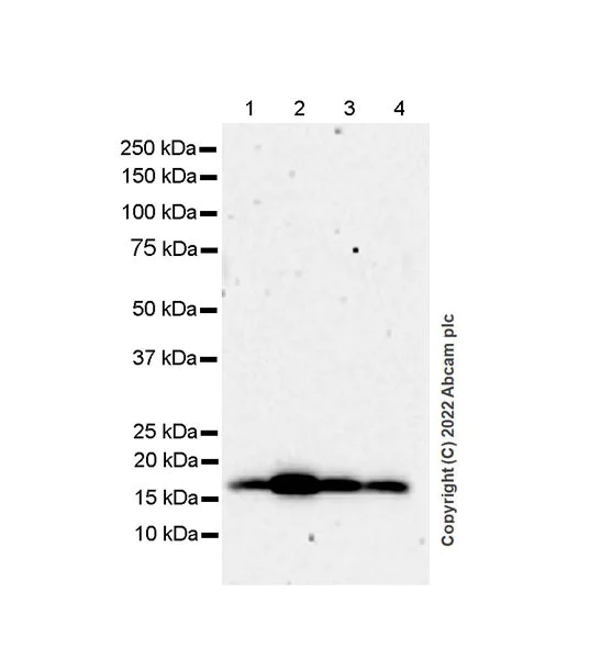 Western blot - Anti-VAMP4 antibody [EPR25066-77] - BSA and Azide free (AB290741)