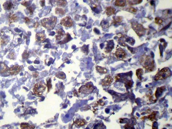 Immunohistochemistry (Formalin/PFA-fixed paraffin-embedded sections) - Anti-VAMP5 antibody (AB216044)