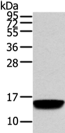 Western blot - Anti-VAMP5 antibody (AB216044)
