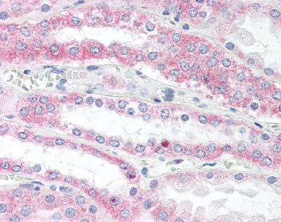 Immunohistochemistry (Formalin/PFA-fixed paraffin-embedded sections) - Anti-VAMP5 antibody (AB85581)