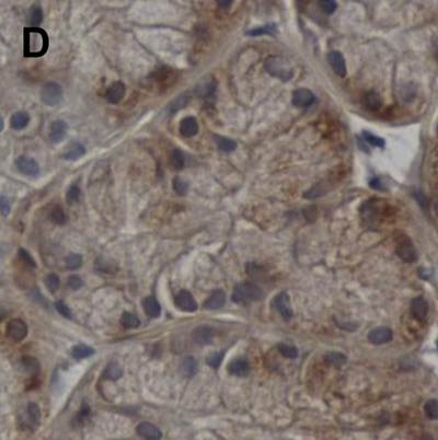 Immunohistochemistry (Formalin/PFA-fixed paraffin-embedded sections) - Anti-VAMP8/EDB antibody [EP2629Y] (AB76021)
