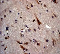 Immunohistochemistry (Formalin/PFA-fixed paraffin-embedded sections) - Anti-VAMP8/EDB antibody [EP2629Y] (AB76021)