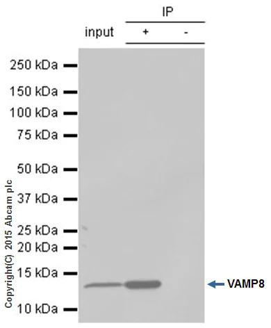 Immunoprecipitation - Anti-VAMP8/EDB antibody [EP2629Y] (AB76021)