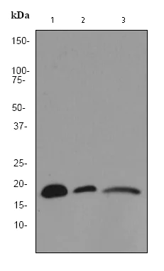 Western blot - Anti-VAMP8/EDB antibody [EP2629Y] (AB76021)