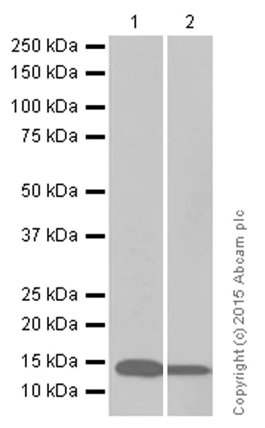 Western blot - Anti-VAMP8/EDB antibody [EP2629Y] (AB76021)
