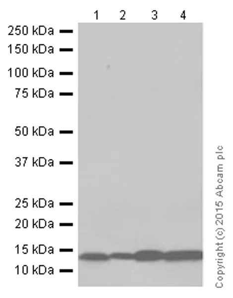 Western blot - Anti-VAMP8/EDB antibody [EP2629Y] (AB76021)