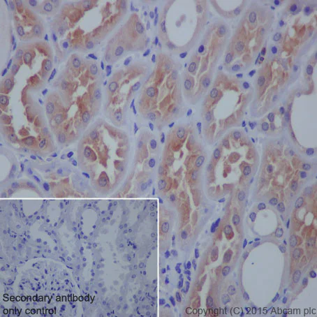 Immunohistochemistry (Formalin/PFA-fixed paraffin-embedded sections) - Anti-VAMP8/EDB antibody [EP2629Y] - BSA and Azide free (AB227984)