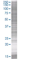 SDS-PAGE - VAMP8 / EDB overexpression 293T lysate (whole cell) (AB94103)