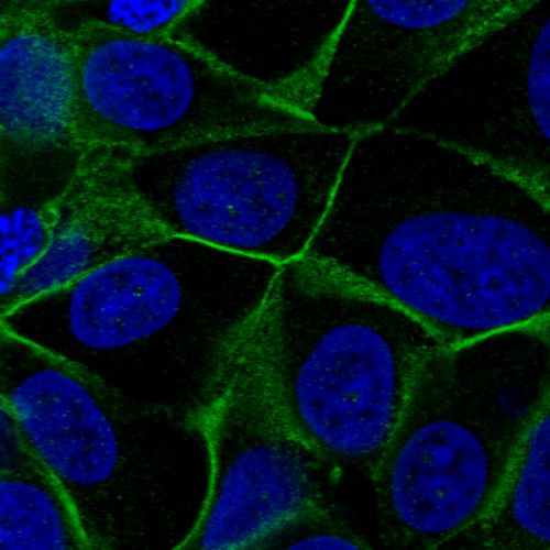 Immunocytochemistry/ Immunofluorescence - Anti-VANGL1 antibody (AB244398), expandable thumbnail