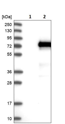 Western blot - Anti-VANGL1 antibody (AB244398), expandable thumbnail