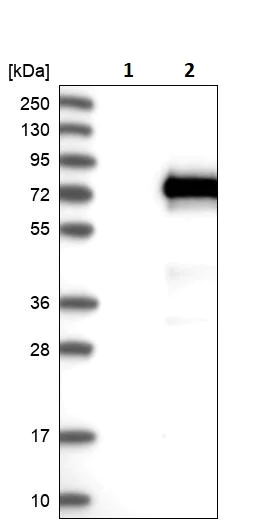 Western blot - Anti-VANGL1 antibody (AB244398)