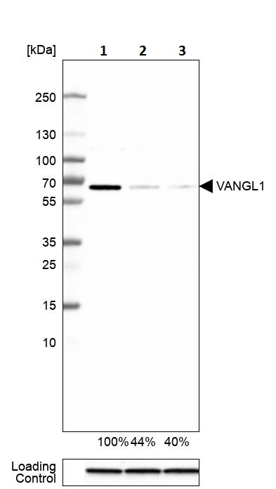 Western blot - Anti-VANGL1 antibody (AB244398), expandable thumbnail