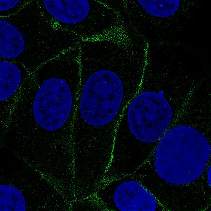 Immunocytochemistry/ Immunofluorescence - Anti-VANGL1 antibody [CL0241] (AB242311)