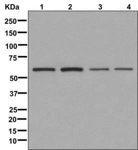 Western blot - Anti-VANGL1 antibody [EPR12415] - BSA and Azide free (AB249930)