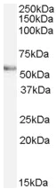 Western blot - Anti-VANGL2 antibody (AB60172)
