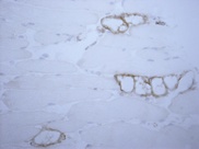 Immunohistochemistry (Frozen sections) - Anti-VAP1 antibody [7-88] (AB81673)