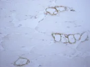 Immunohistochemistry (Frozen sections) - Anti-VAP1 antibody [7-88] (AB81673)