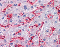 Immunohistochemistry (Formalin/PFA-fixed paraffin-embedded sections) - Anti-VAP1 antibody (AB115574)